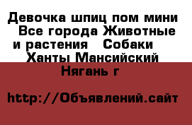 Девочка шпиц пом мини - Все города Животные и растения » Собаки   . Ханты-Мансийский,Нягань г.